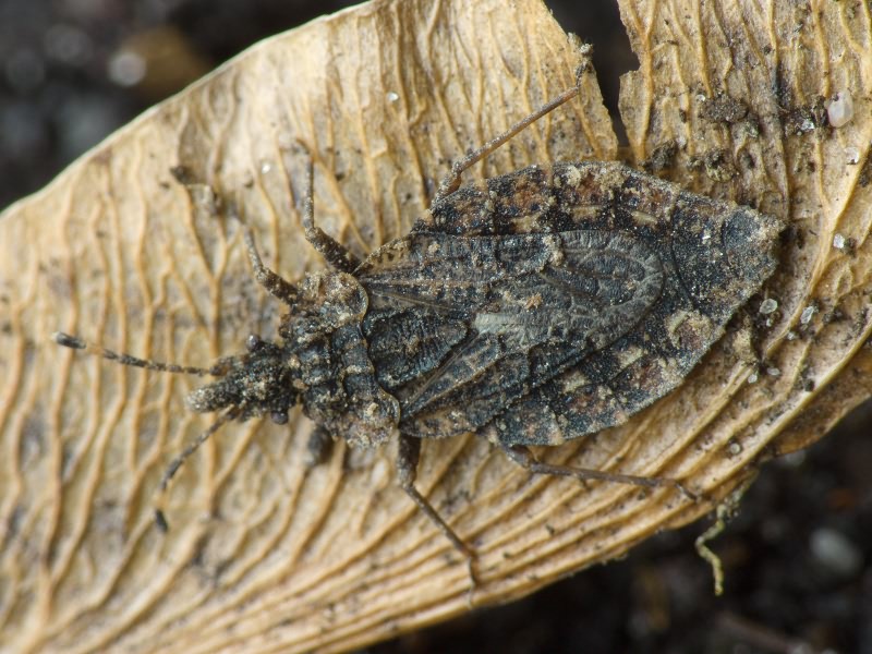 Aradus betulae (Linnaeus, 1758)